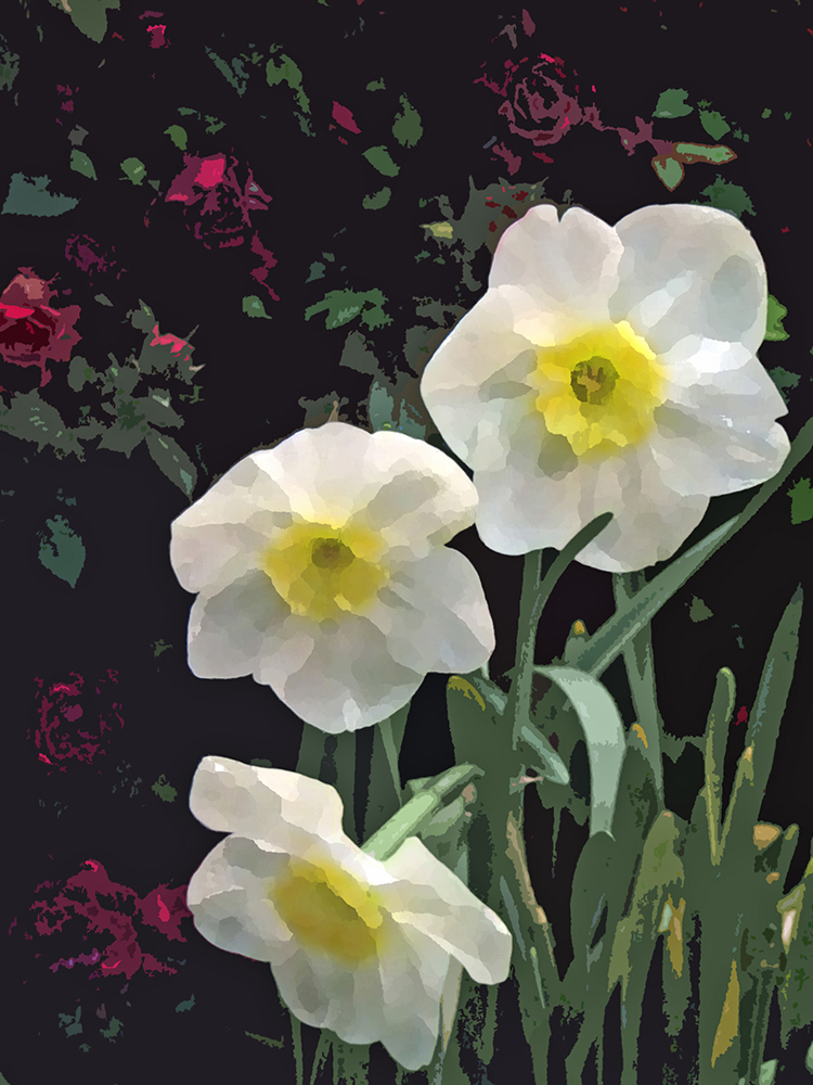 Daffodils, 2014 Pi Alpha Xi Hort Obscura II
                Category, 3rd place (V.I. Lohr)