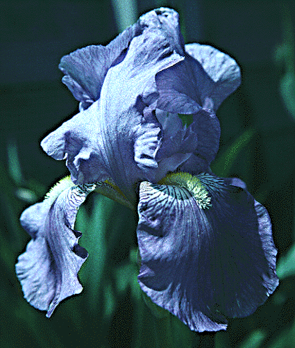 Bearded iris -
                1996 Pi Alpha Xi Flower Category 2nd place (V.I. Lohr)
