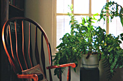 Phelbodium aureum (fern) and
                a rocking chair (Lohr)