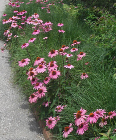 Echinacea purpurea bordering path (V.I. Lohr)
