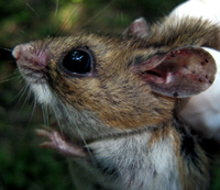 Mouse with many larva
