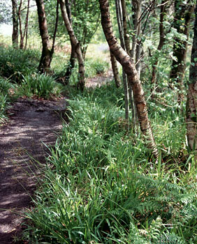 Luzula sylvatica along a path (V.I. Lohr)