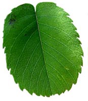 Amelanchier alnifolia leaf (Lohr)