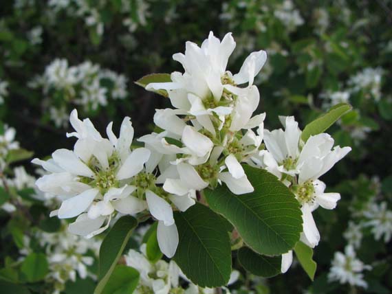 Amelanchier alnifolia flowers (V.I. Lohr)