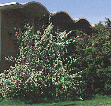 Amelanchier alnifolia - large shrub (V. Lohr)