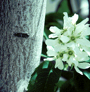 Amelanchier alnifolia - bark and flowers (V. Lohr)