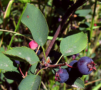 Amelanchier alnifolia fruit (Lohr)