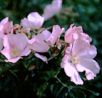 Rosa rugosa flowers on 'Frau Dagmar Hastrup' (C. Pearson-Mims)