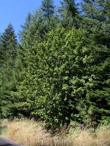 Native Acer glabrum (V. Lohr)