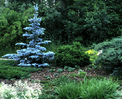 Young, blue, Picea pungens tree contrasts with other green plants