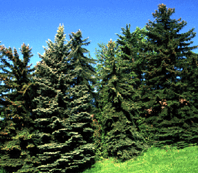 Row of Picea pungens showing natural variability in color and form