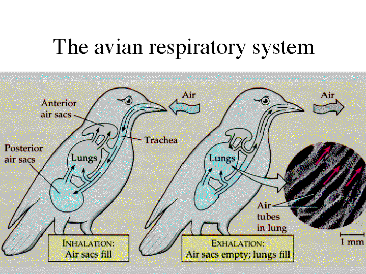 The avian respiratory system