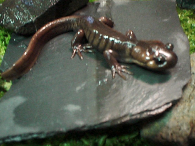 northwestern salamander