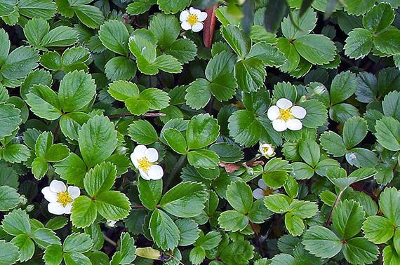 Fragaria chiloensis (V.I. Lohr)