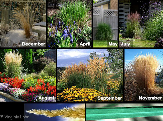 Calamagrostis x acutiflora 'Karl Foerster' (V.I. Lohr)