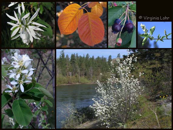 Amelanchier alnifolia (V.I. Lohr)