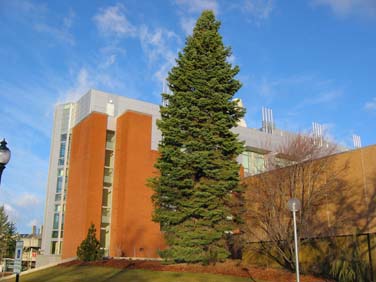 Abies concolor form (V.I. Lohr)