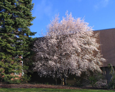 Amelanchier x grandiflora in flower (V. Lohr)