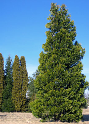 Calocedrus decurrens form (V. Lohr)