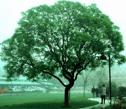 Koelreuteria paniculata (Ray Malieke)