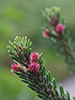 Pinus contorta (V.I. Lohr)