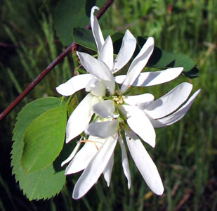 Amelanchier
              alnifolia flowers (Lohr)
