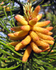 Pinus
                      contorta - 2005 Pi Alpha Xi Ornamental Category
                      2nd place (V.I. Lohr)