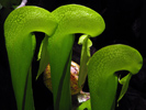Darlingtonia californica - 2011 Pi Alpha Xi
                      (V.I. Lohr) Plant Category 2nd place (V.I. Lohr)