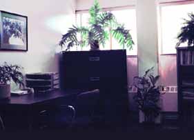 Office with plants