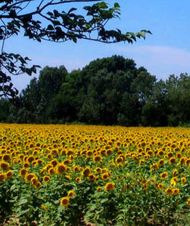 Field of sunflowers (V.I. Lohr)