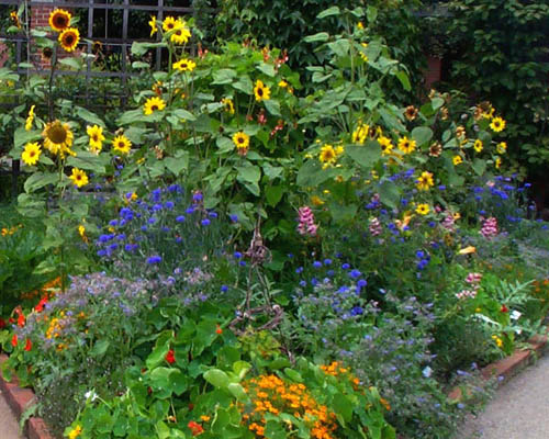 Sunflowers in a mixed planting with other annuals (V.I. Lohr)