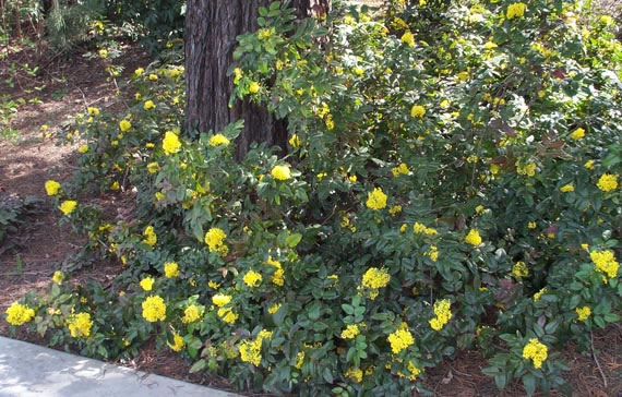 Mahonia repens (V. Lohr)