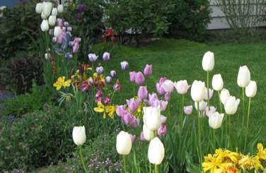 Spring-flowering bulbs (© V.I. Lohr)