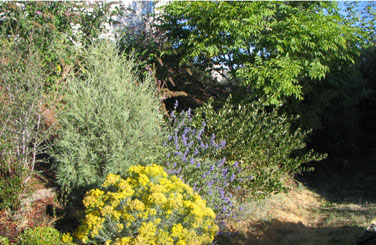 Clockwise from top right: Phellodendron sachalinense (tree), Ceanothus velutinus, Caryopteris x clandonensis (blue flowers), Ericameria nauseosus (yellow flowers), and Juniperus occidentalis (© V.I. Lohr)