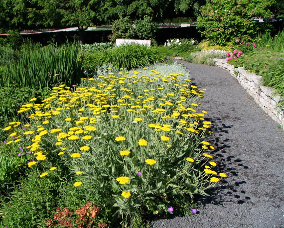 Achillea sp. (in foreground) (V.I. Lohr)