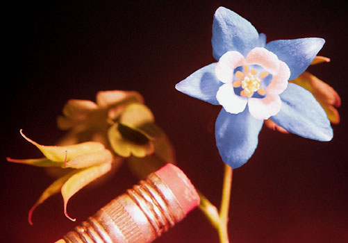 Aquilegia saximontana flower and seed head size compared to a pencil eraser (Lohr)