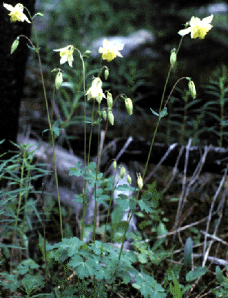 Aquilegia flavescens in bloom in native habitat