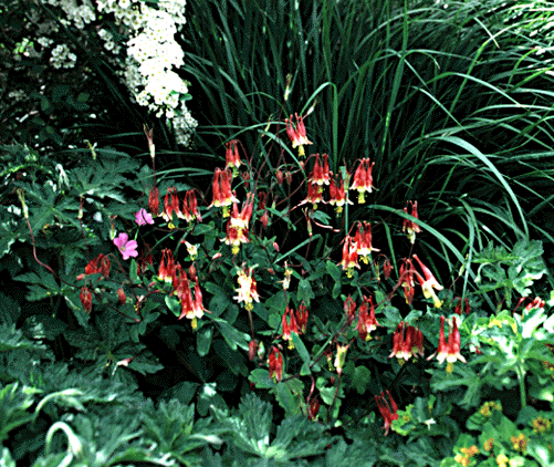 Aquilegia formosa in bloom