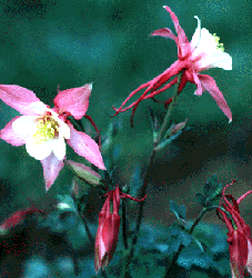 Columbine flowers