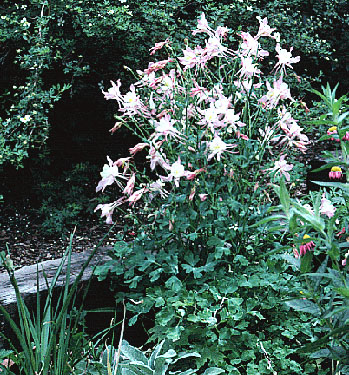 Aquilegia hybrid in bloom