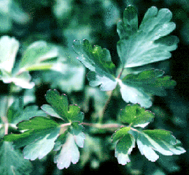 Columbine leaf