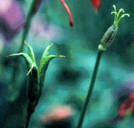 Columbine seed heads