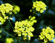 Aurinia saxatilis flowers (V.I. Lohr)