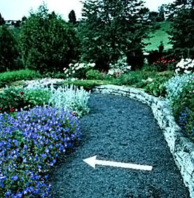 Geranium x 'Johnson's Blue' in a garden (V.I. Lohr)