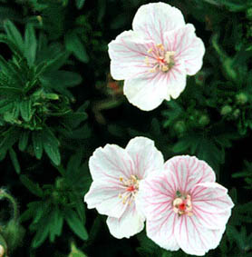Geranium sanguineum flowers (V.I. Lohr)