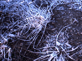 Hemerocallis in winter (V.I. Lohr)