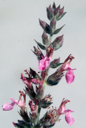 Teucrium chamaedrys flowers (V.I. Lohr)