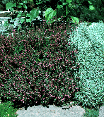 Teucrium chamaedrys in flower next to Santolina  chamaecyparissus (V.I. Lohr)