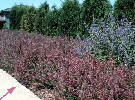 Informal: Teucrium chamaedrys massed with Caryopteris X clandonensis 'Blue Mist' (V.I. Lohr)