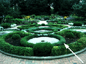 Formal:Teucrium chamaedrys in a knot garden (V.I. Lohr)